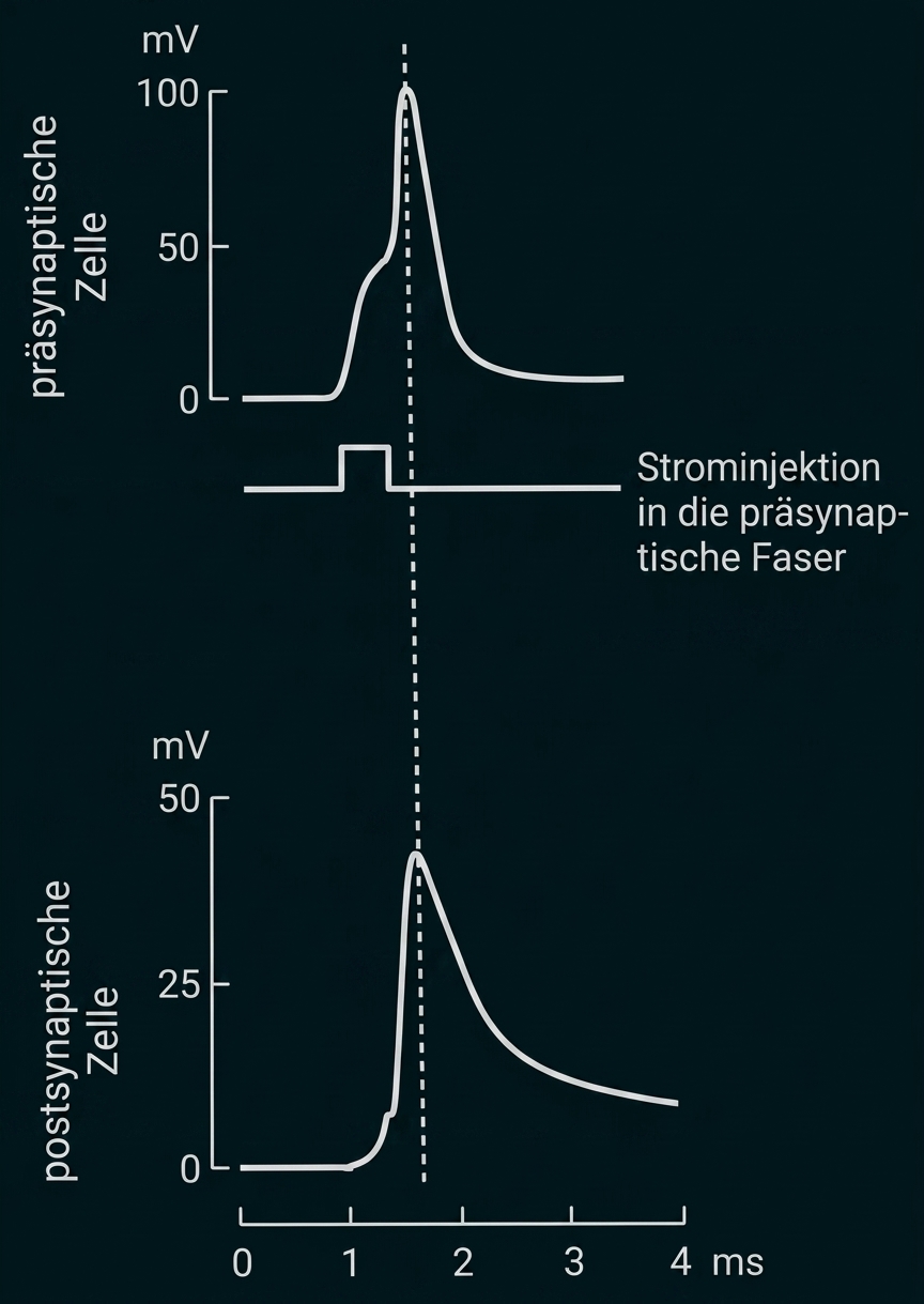 Zwei Diagramme: präsynaptisches Aktionspotenzial nach Strominjektion und verzögerte postsynaptische Antwort (mV vs ms).